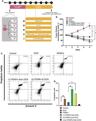 Corrigendum: Modulated TRPC1 Expression Predicts Sensitivity of Breast Cancer to Doxorubicin and Magnetic Field Therapy: Segue Towards a Precision Medicine Approach